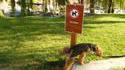 Chien anarchiste