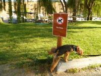 Chien anarchiste