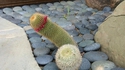 À la recherche des phallus perdus 207