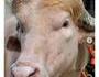 Ohh la vache !!!