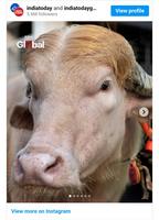 Ohh la vache !!!