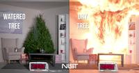 Sapins en feu