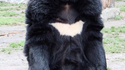 Batman bear