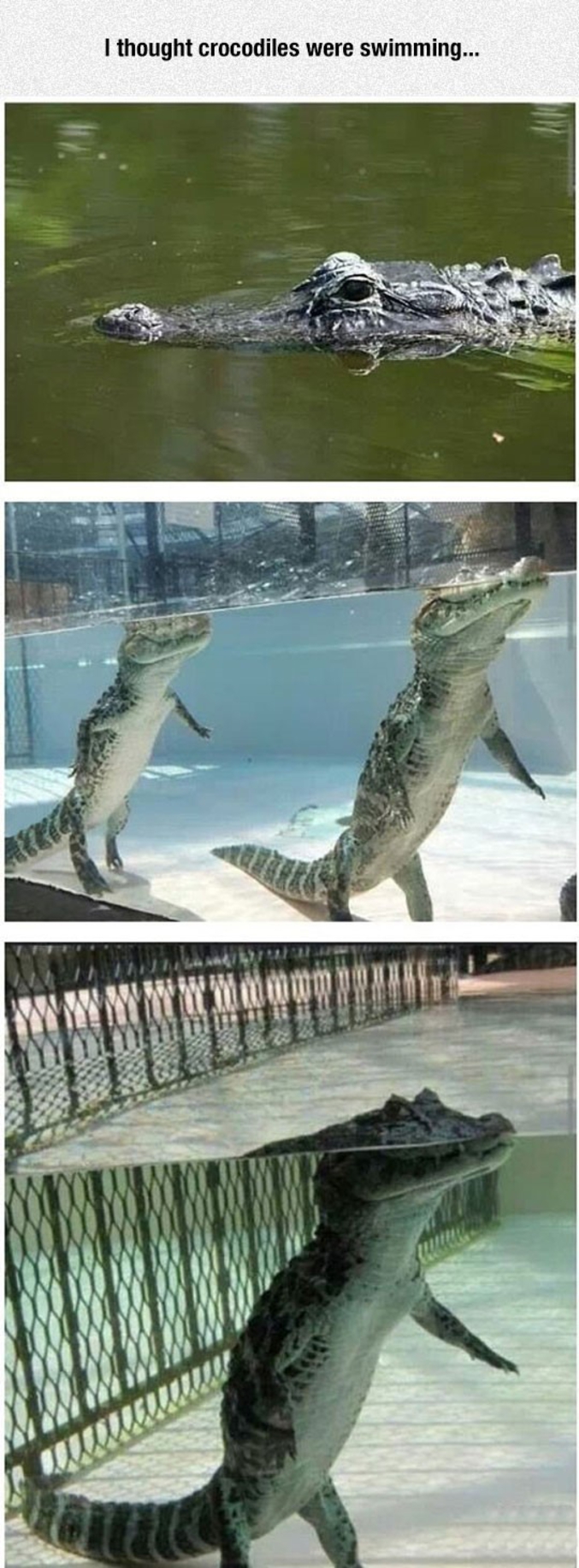 Trad : Je pensais que les crocodiles nageaient...