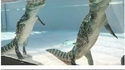 La nage des crocodiles
