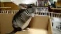 Chinchilla pirate