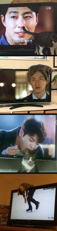 Les chats et la télévision