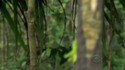 Tarsius la banane