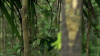 Tarsius la banane
