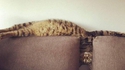 Les chats étant liquides