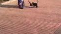 Le chat et le balayeur