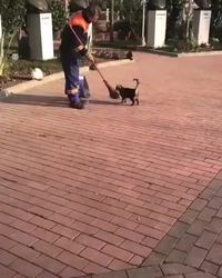 Le chat et le balayeur