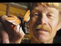 Schmitt, un anthomologiste qui teste l'intensité des piqures d'insectes