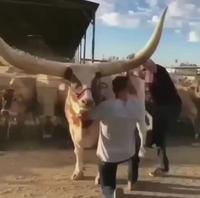 Hé toi là bas avec tes cornes