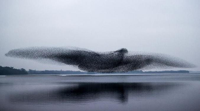 Une nuée d'étourneaux en Irelande dont les murmurations ont formé l'espace d'un bref instant la silhouette d'un oiseau géant.
En vidéo ça donne ça: https://www.youtube.com/watch?v=Oe6zrkQwJMw