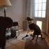 Nos amis les chiens