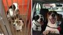 Des chiens avant/après adoption