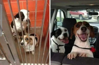 Des chiens avant/après adoption