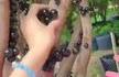 Jaboticaba 