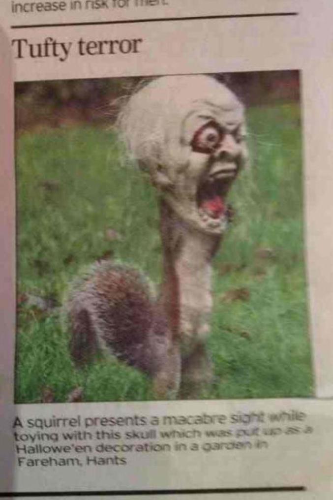 Un écureuil s'est coincé la tête dans une décoration d'Halloween et a effrayé tout un quartier.