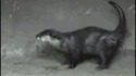 Loutre russe