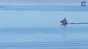Waterbuck au bain