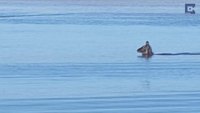 Waterbuck au bain