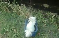 Ascenseur pour les chats