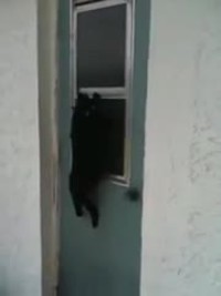 Yamacatsi