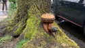 un arbre qui joue au pompier