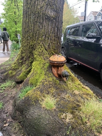 un arbre qui joue au pompier