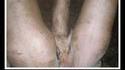 Bande de cochons