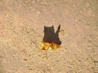 Made of cat