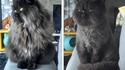 La vengeance du chat