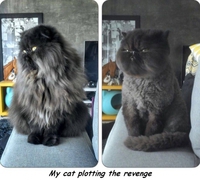 La vengeance du chat