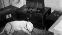 Le chien de Patton.