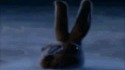 Ok lapin