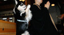 Chien priant