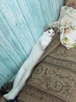 Petit fdp et tapis