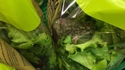 Je te dis que la salade a bougé toute seule !