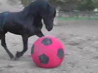 Chevaux vs Hommes