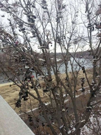 Tu plantes une chaussure et des années plus tard ....