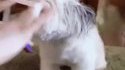 Fancy derp