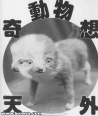 Chat
