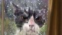 Chat + pluie