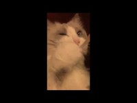 Un chat se brosse les dents