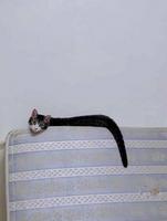 il essaye de se fondre sur le site pour avoir des likes...