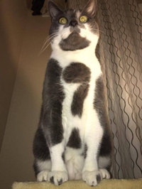 Le chat mystère 