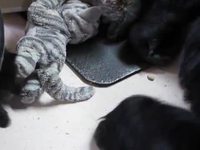 Gorille et chatons