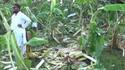 Un troupeau d’éléphants est entré dans une bananeraie 
